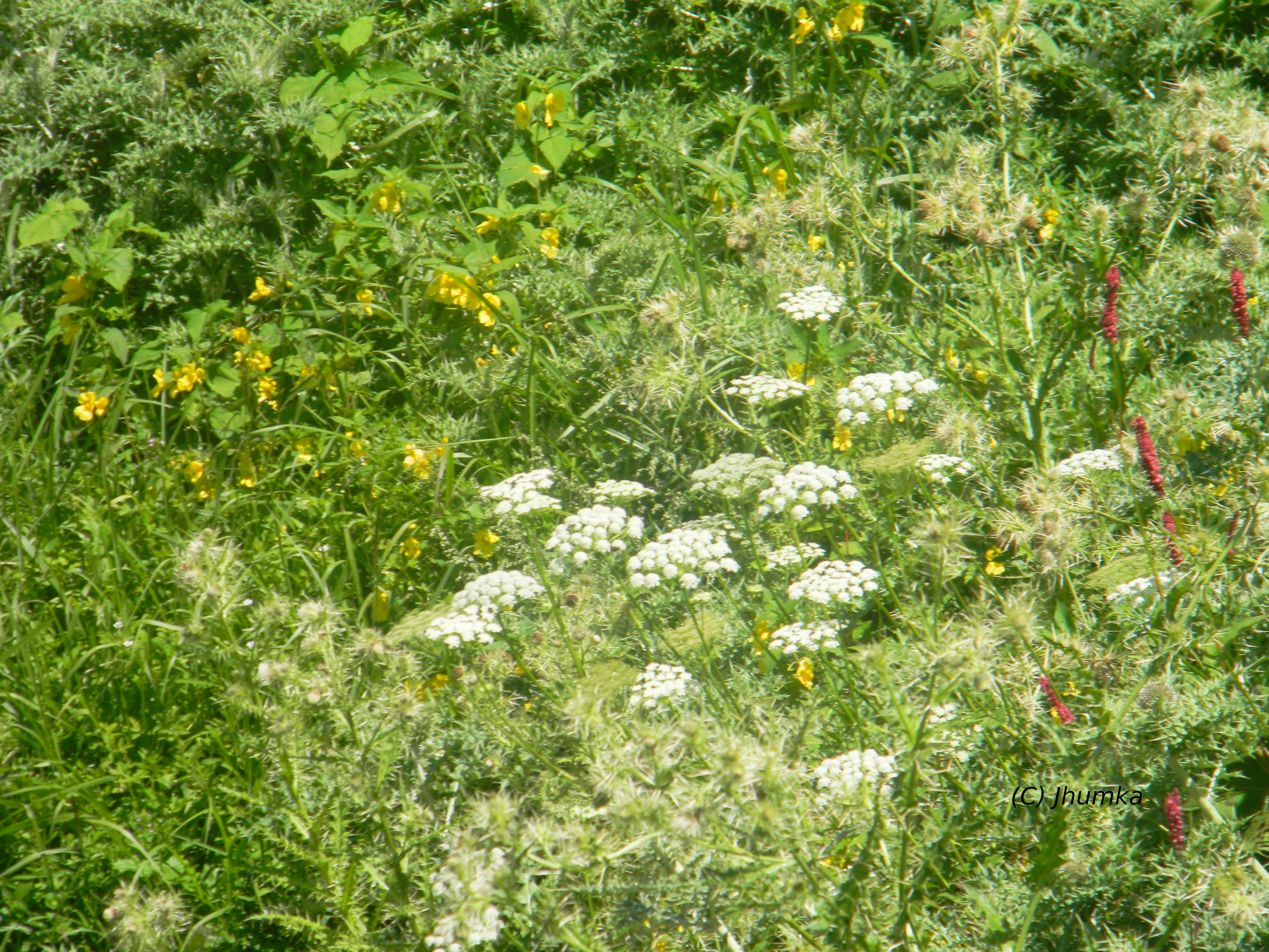 This image has an empty alt attribute; its file name is kugti-5.jpg